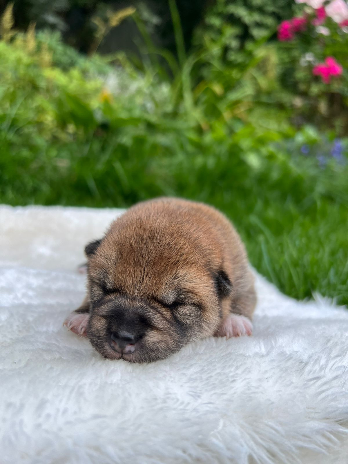 сиба питомник Рубилайт щенки на продажу rubylight  сиба щенки купить СПб Санкт-Петербург 