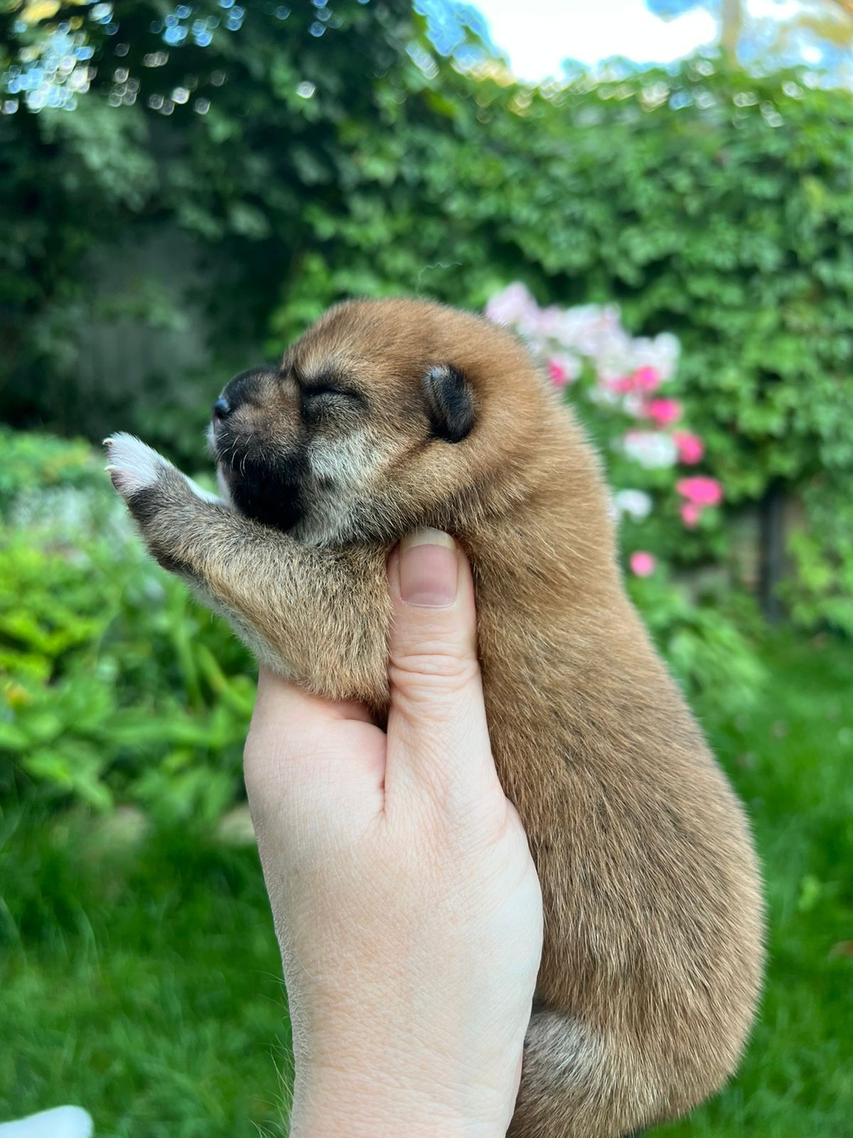 сиба питомник Рубилайт щенки на продажу rubylight  сиба щенки купить СПб Санкт-Петербург 