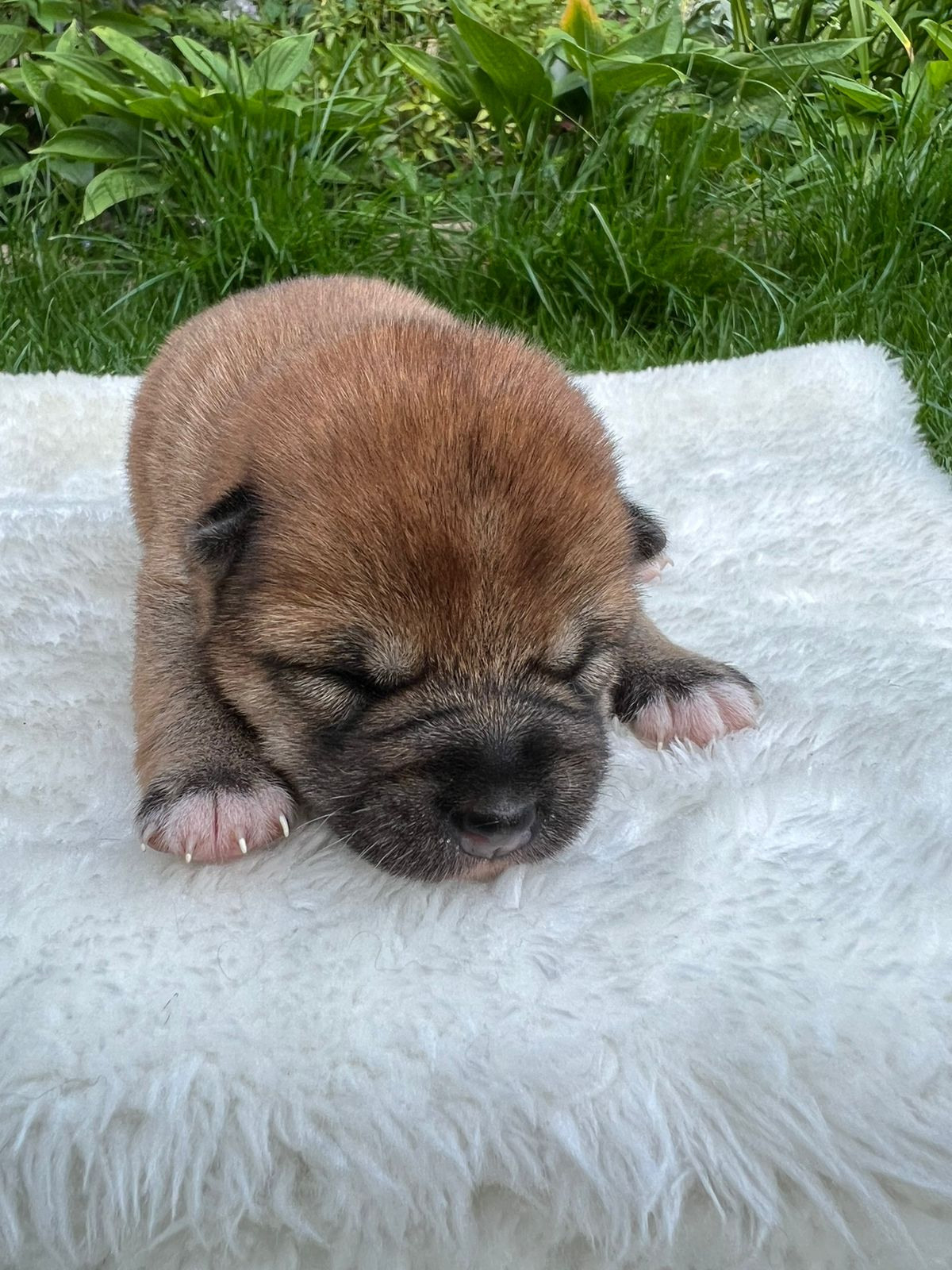 сиба питомник Рубилайт щенки на продажу rubylight  сиба щенки купить СПб Санкт-Петербург 