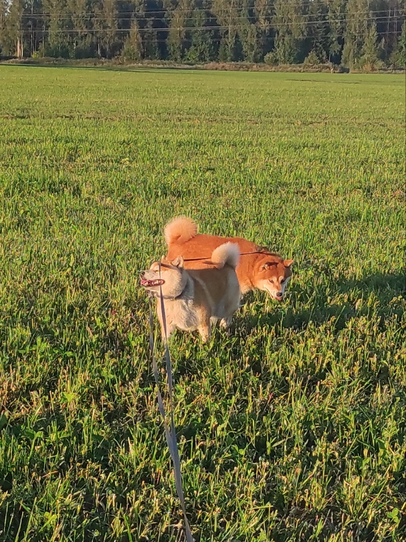 Питомник Рубилайт Сиба Ассоль * HANDZIMEMESITE ASOLL щенки сиба купить Санкт-Петербург 