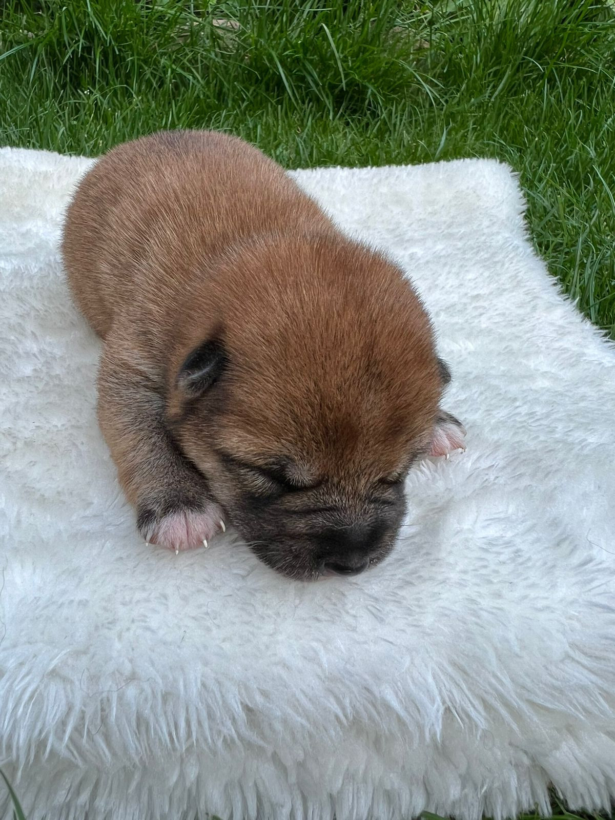 сиба питомник Рубилайт щенки на продажу rubylight  сиба щенки купить СПб Санкт-Петербург 