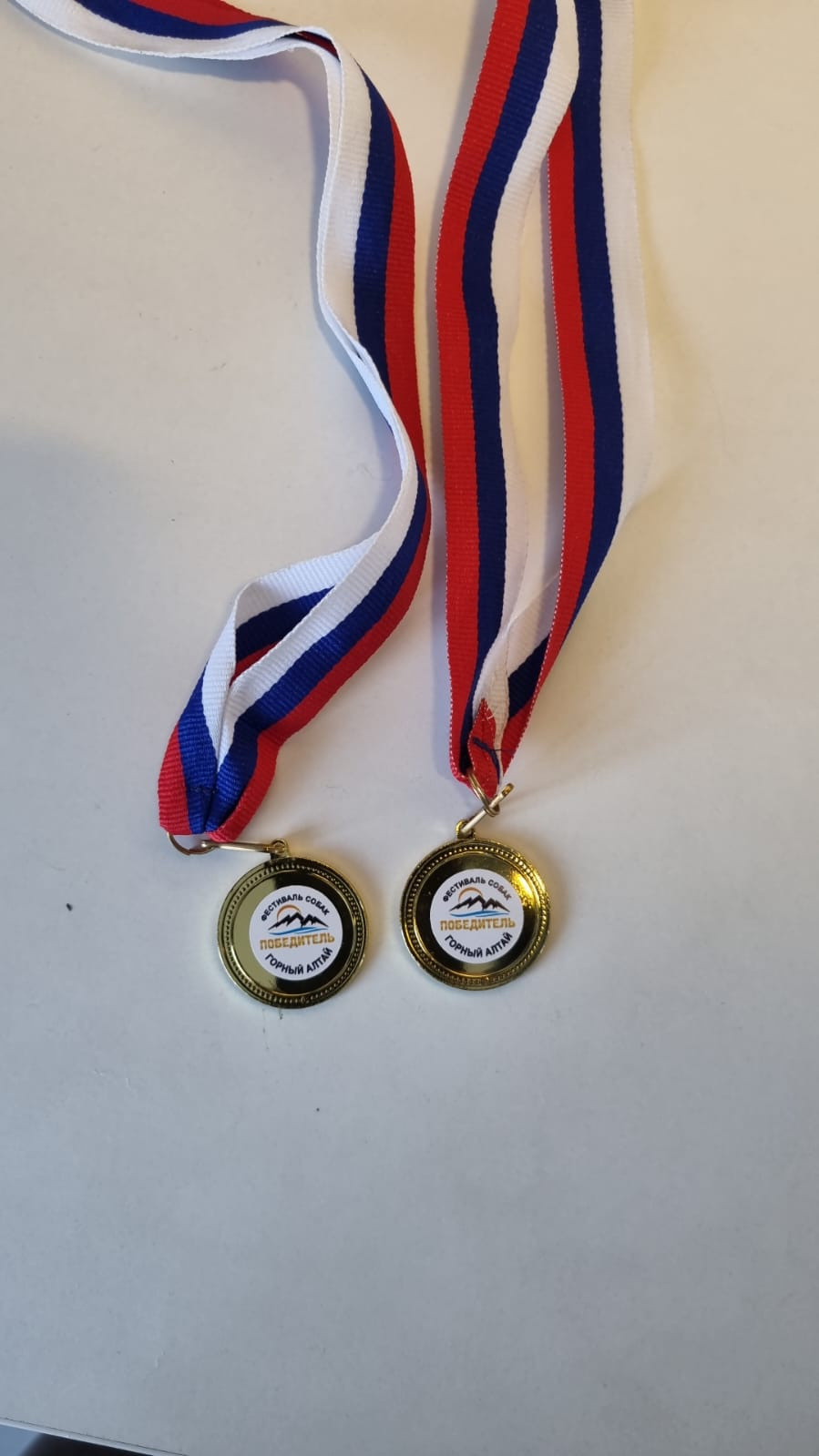 Сиба питомник RUBYLIGHT. Американская акита I Сиба ину I Питомник RUBYLIGHT