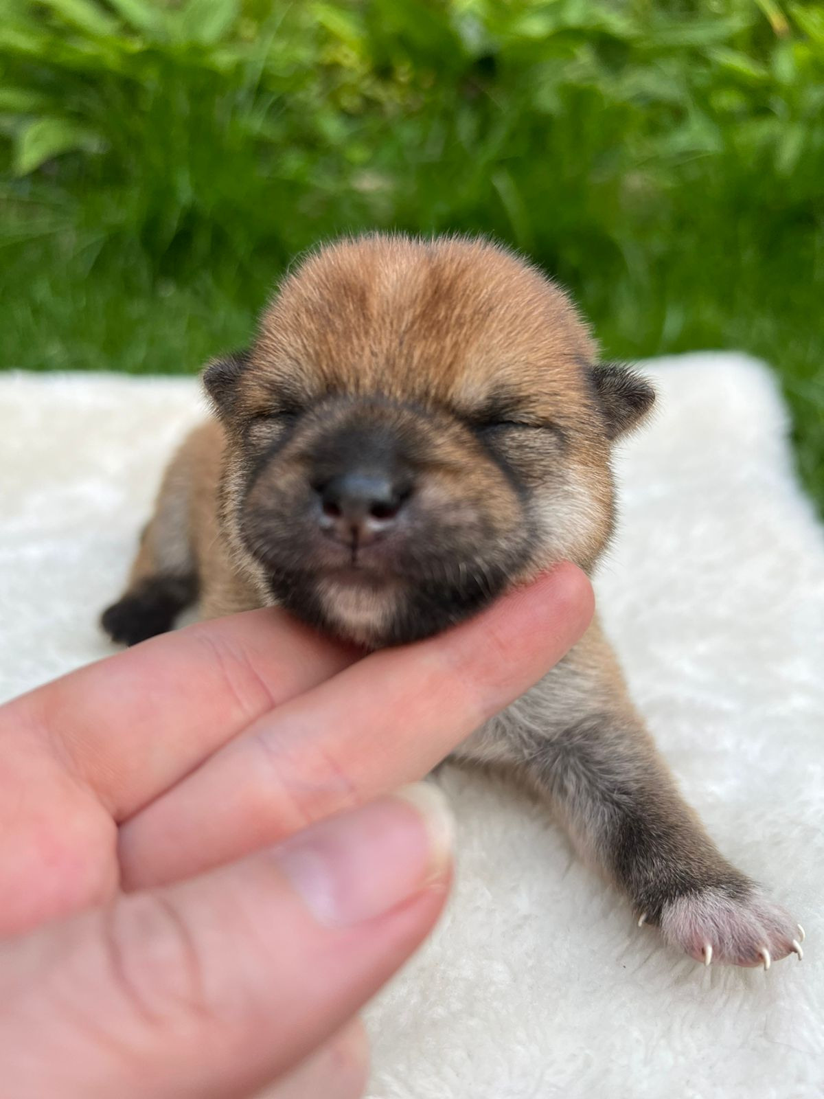 сиба питомник Рубилайт щенки на продажу rubylight  сиба щенки купить СПб Санкт-Петербург 