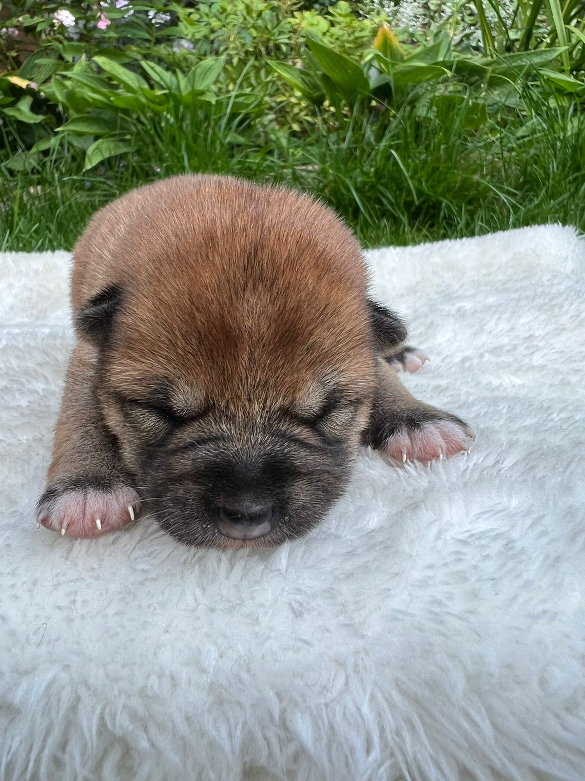 сиба питомник Рубилайт щенки на продажу rubylight  сиба щенки купить СПб Санкт-Петербург 