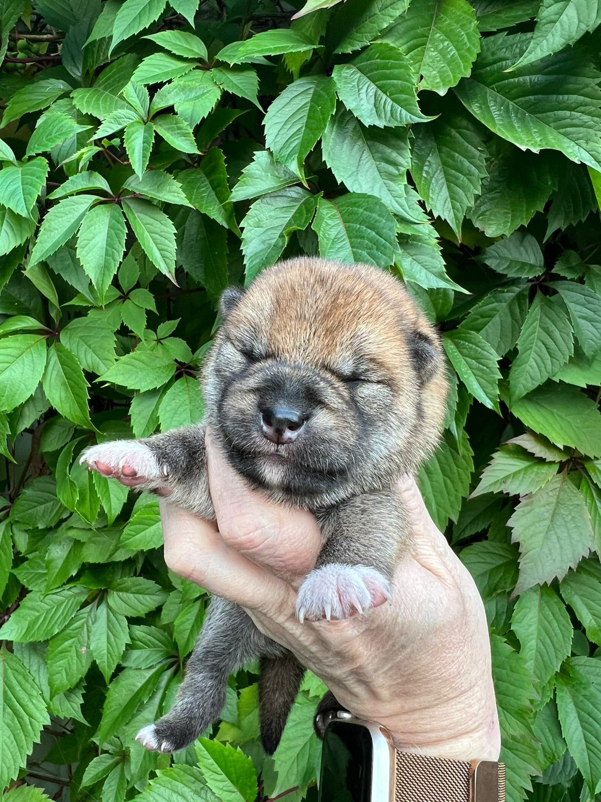 сиба питомник Рубилайт щенки на продажу rubylight  сиба щенки купить СПб Санкт-Петербург 