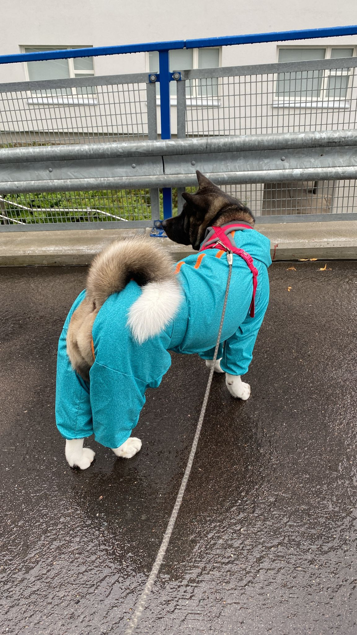 RUBYLIGHT GROZA * Мира. AMERICAN AKITA RUBYLIGHT KENNEL I SHIBA-INU