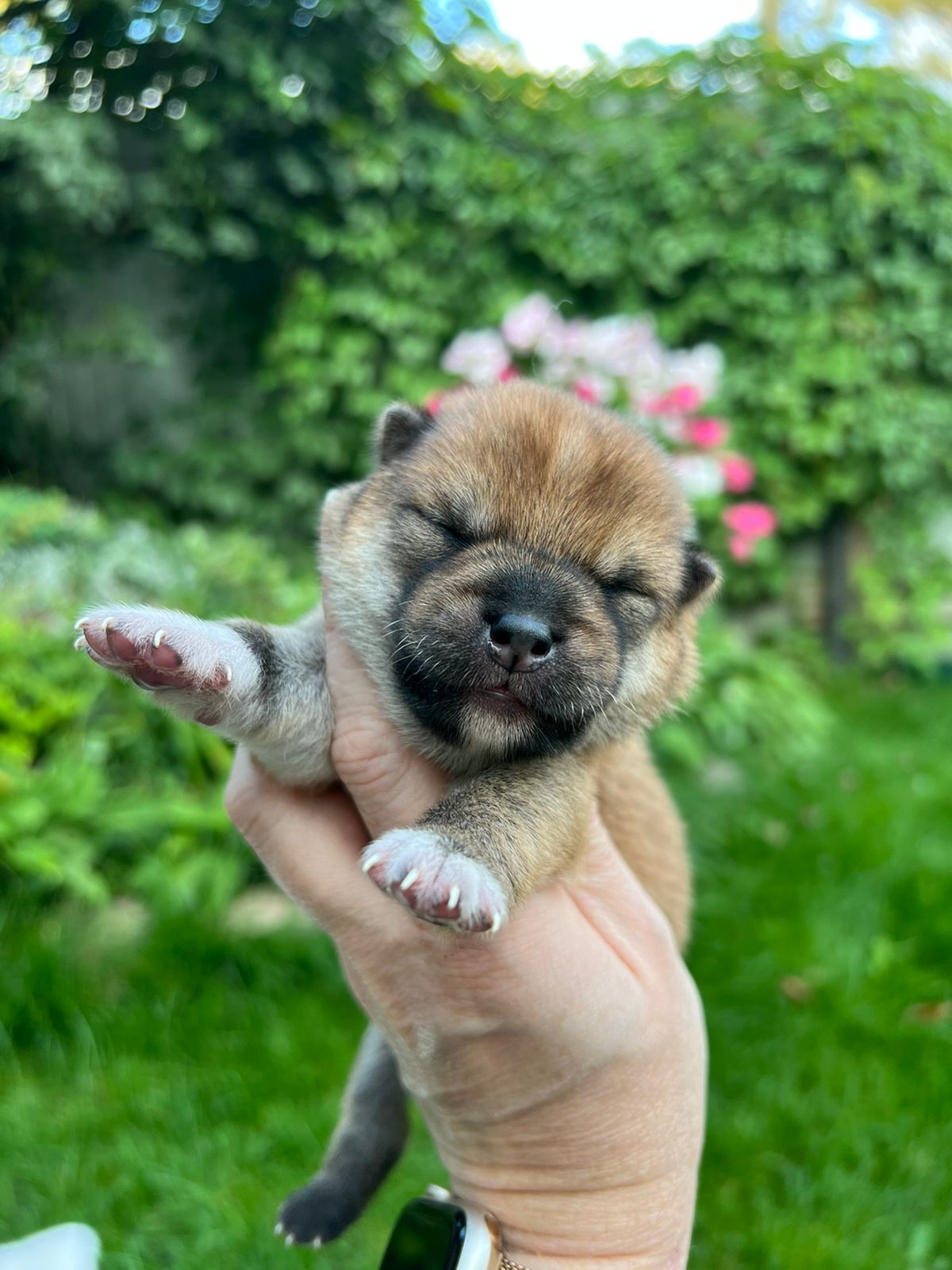 сиба питомник Рубилайт щенки на продажу rubylight  сиба щенки купить СПб Санкт-Петербург 