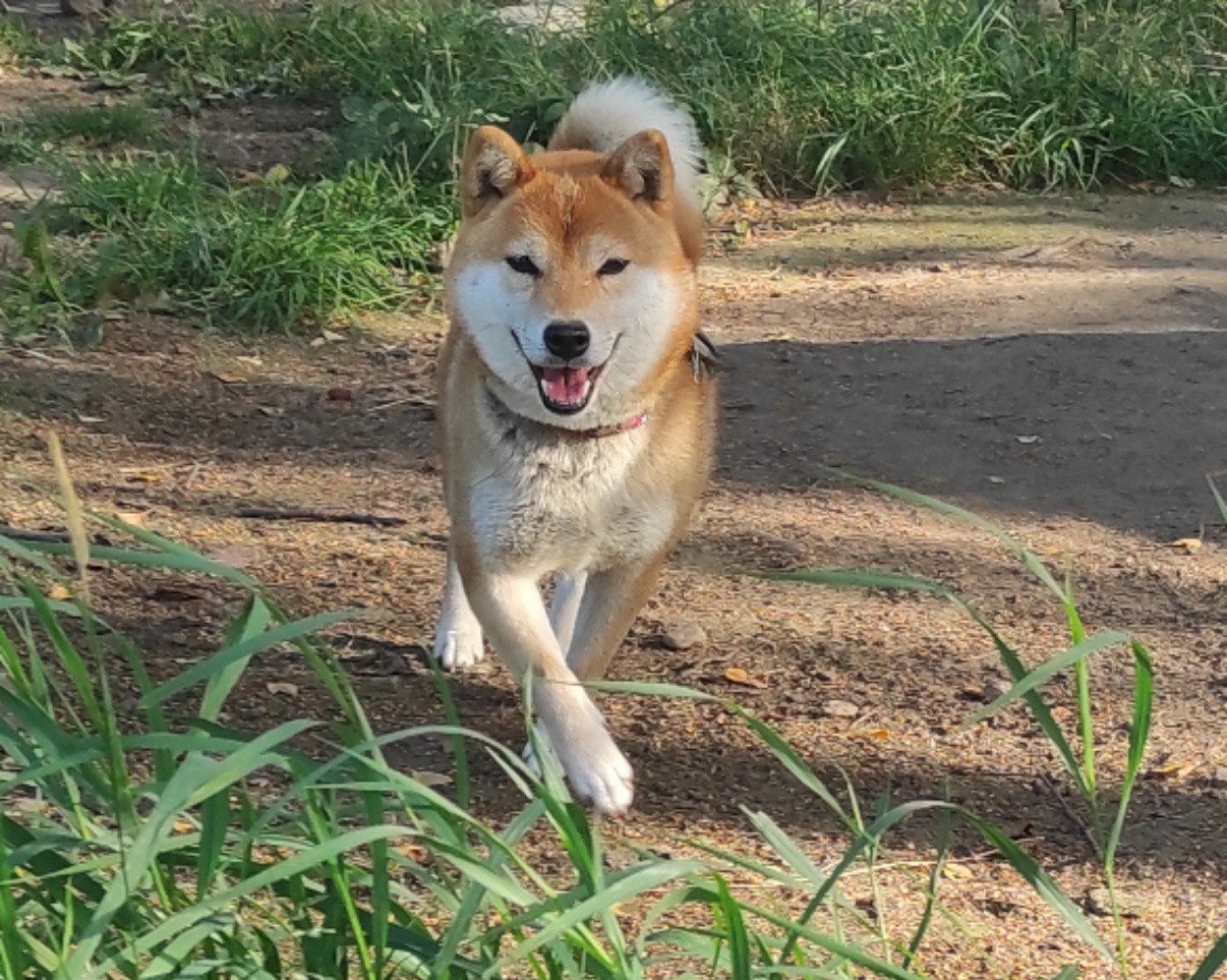 Сиба питомник RUBYLIGHT Санкт-Петербург Мэги ✨ Shiomaru Rozy Varte 