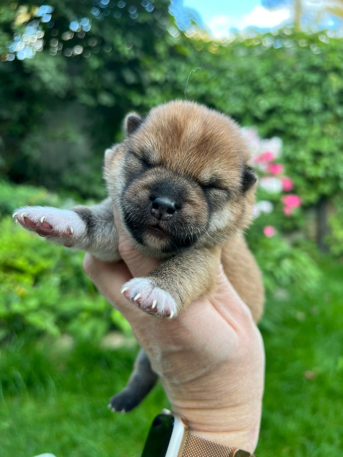 сиба питомник Рубилайт щенки на продажу rubylight  сиба щенки купить СПб Санкт-Петербург 