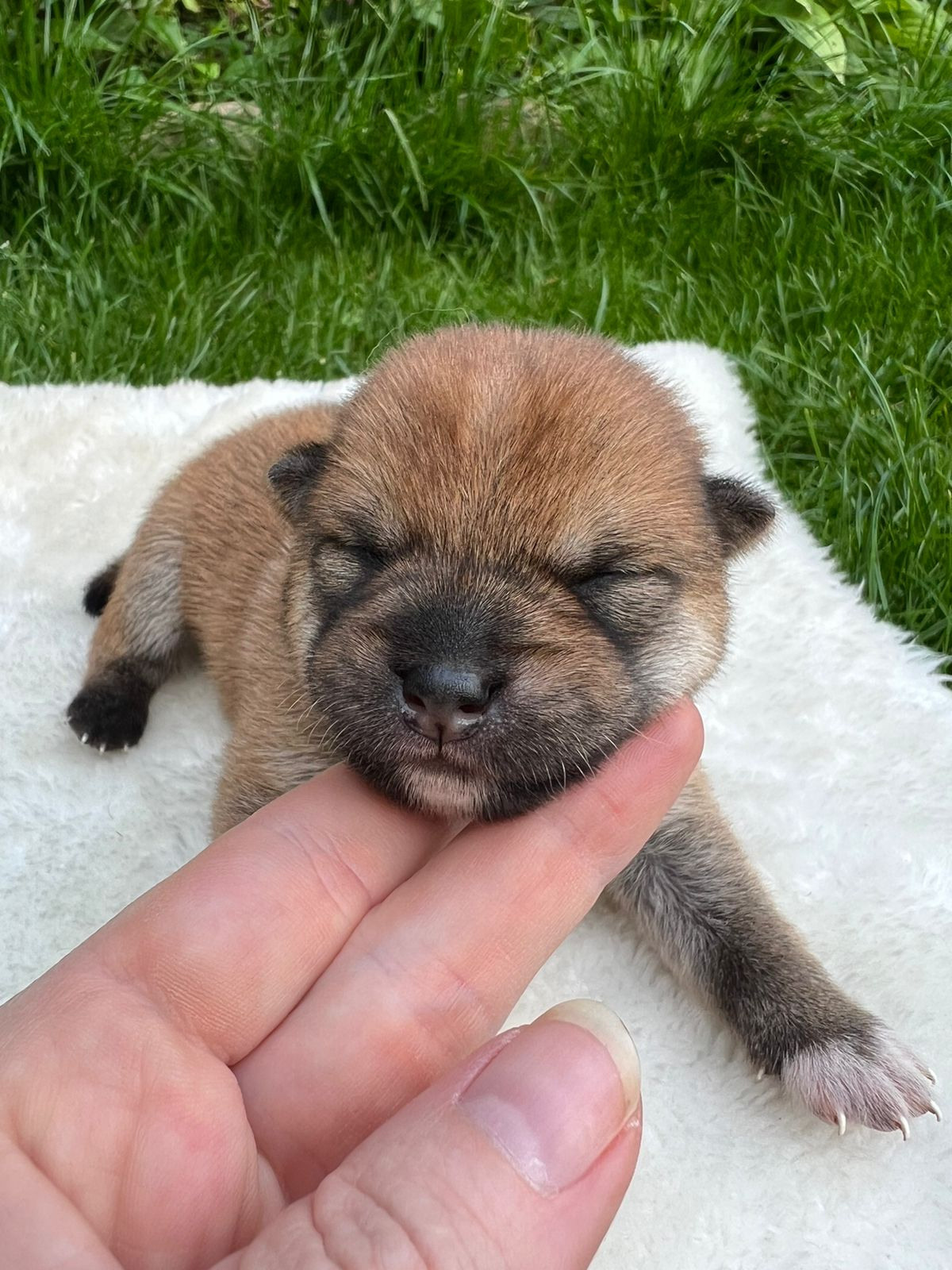 сиба питомник Рубилайт щенки на продажу rubylight  сиба щенки купить СПб Санкт-Петербург 