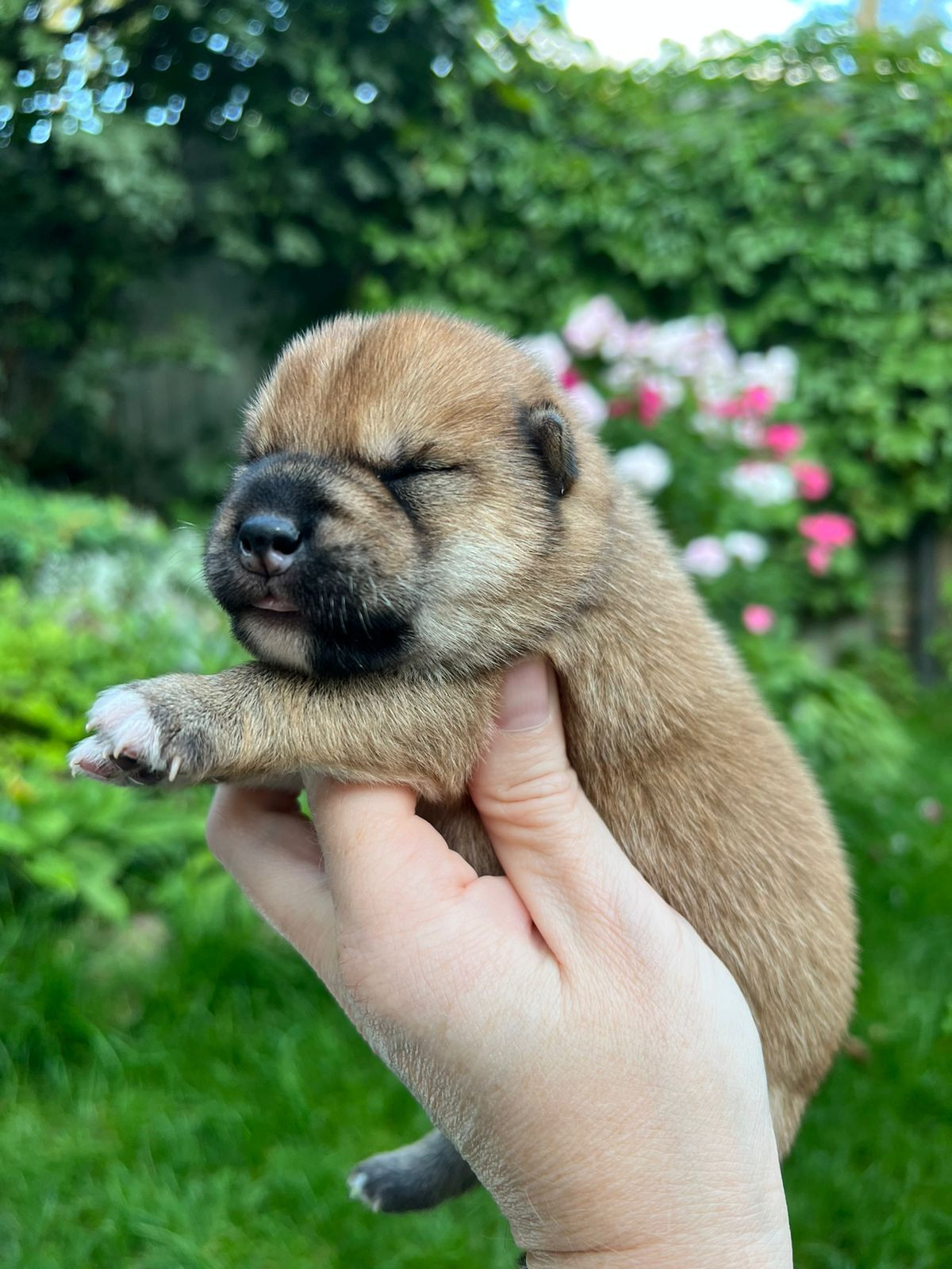 сиба питомник Рубилайт щенки на продажу rubylight  сиба щенки купить СПб Санкт-Петербург 