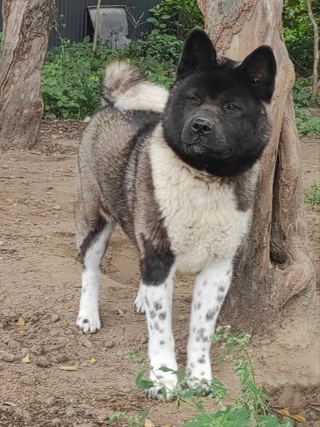 GLORIOUS LION MERCEDES Шуга , Американская акита Санкт-Петербург, питомник RUBYLIGHT , щенки американская акита амакита акита ину