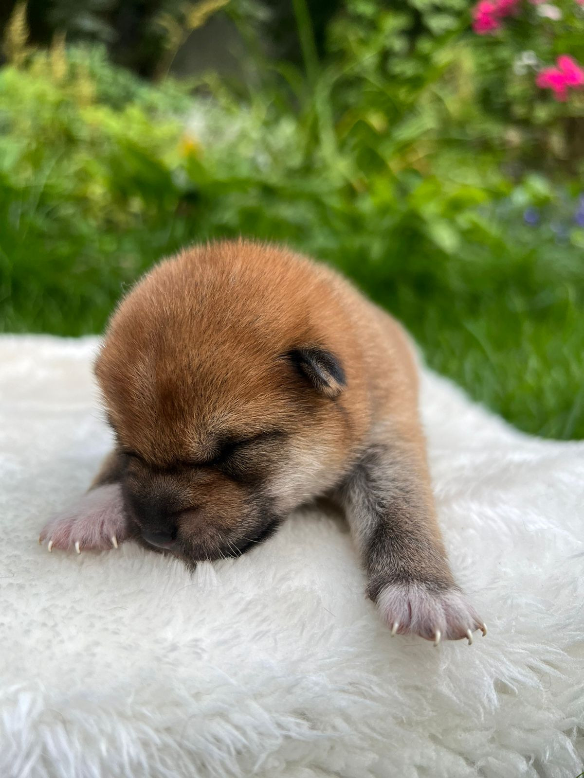 сиба питомник Рубилайт щенки на продажу rubylight  сиба щенки купить СПб Санкт-Петербург 