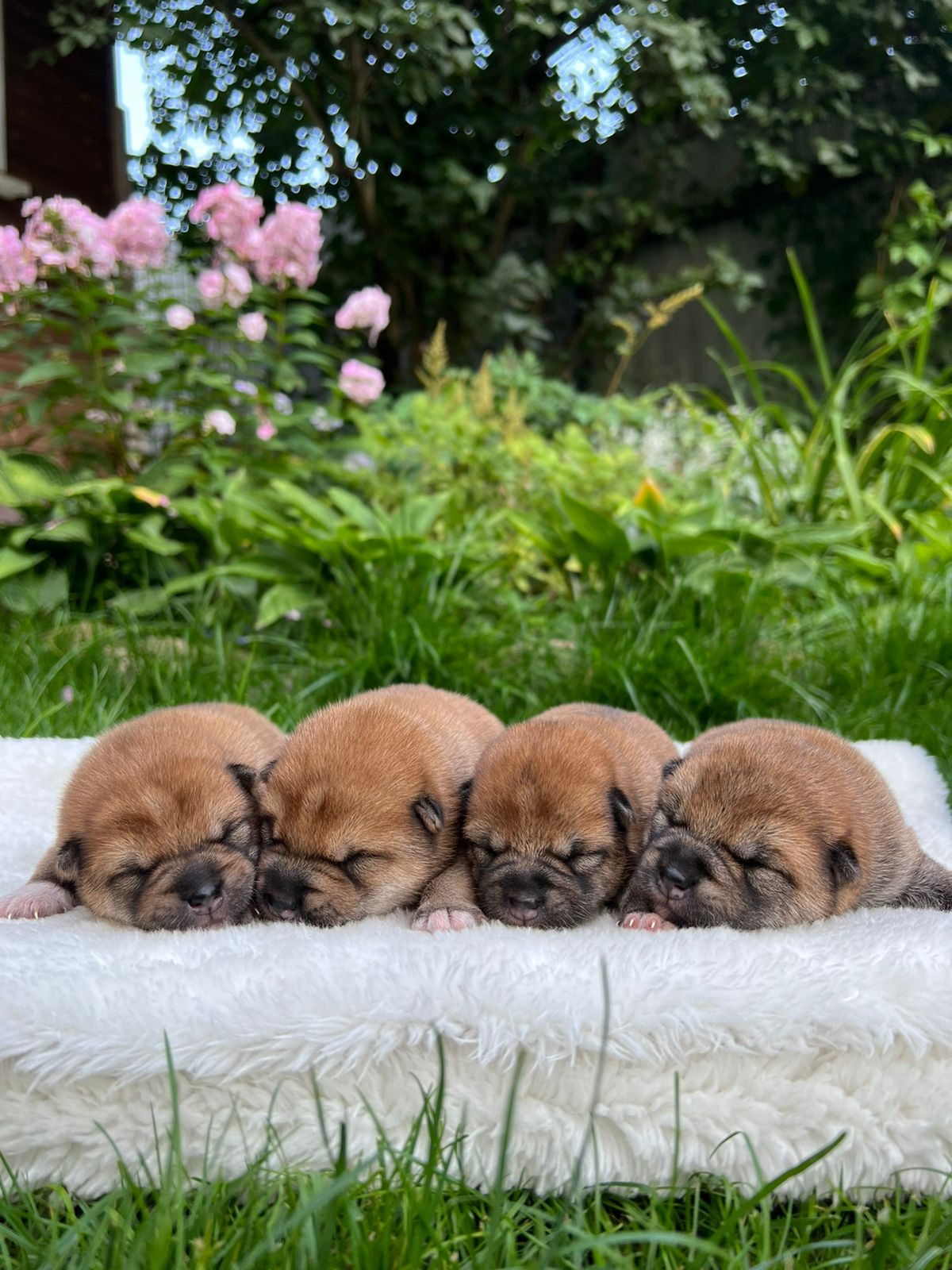 сиба питомник Рубилайт щенки на продажу rubylight  сиба щенки купить СПб Санкт-Петербург 