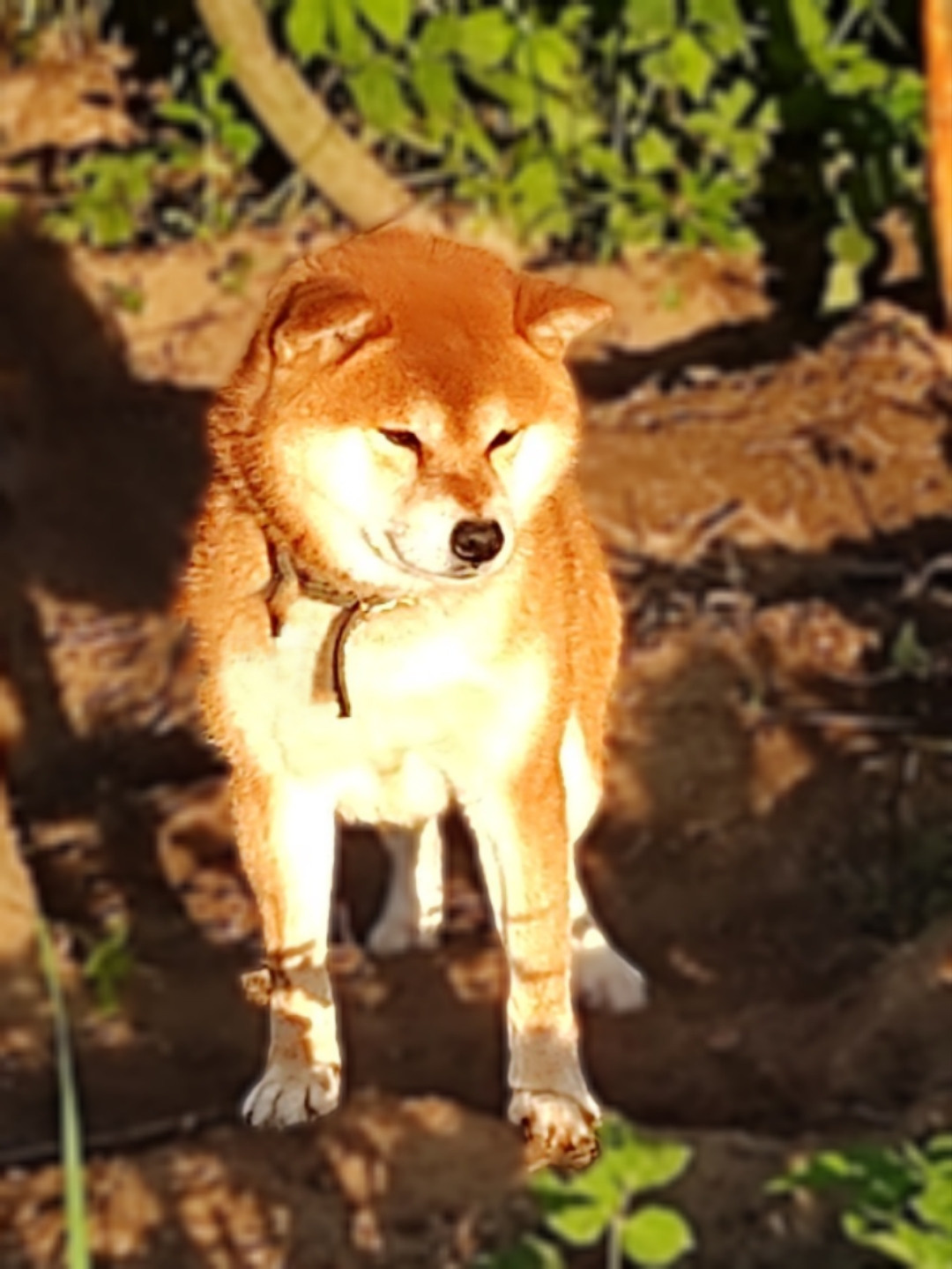 Локи * Shiomaru EVER DREAM * LOKI