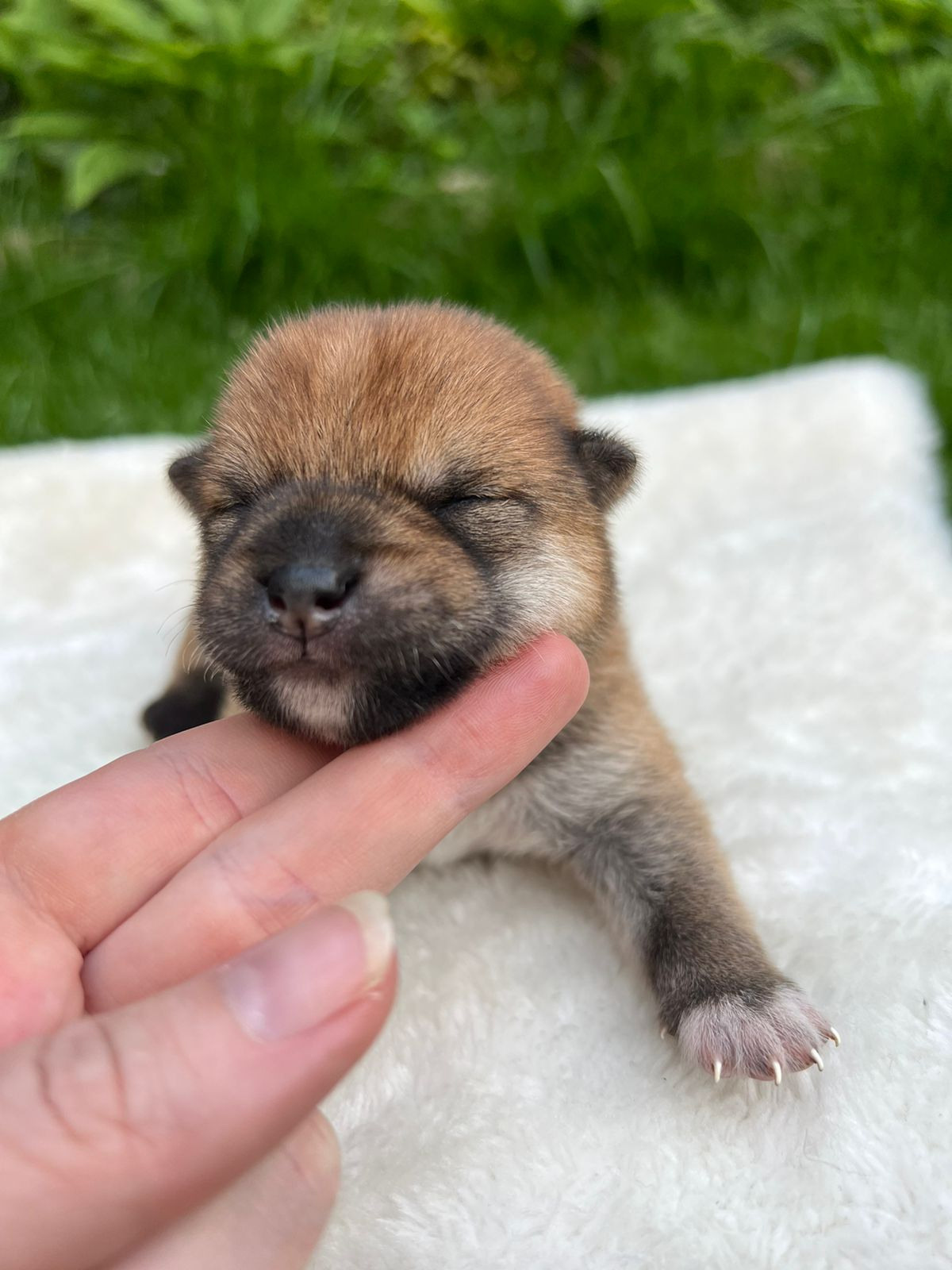 сиба питомник Рубилайт щенки на продажу rubylight  сиба щенки купить СПб Санкт-Петербург 