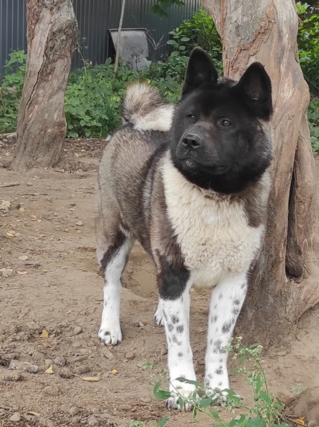 GLORIOUS LION MERCEDES Шуга , Американская акита Санкт-Петербург, питомник RUBYLIGHT , щенки американская акита амакита акита ину