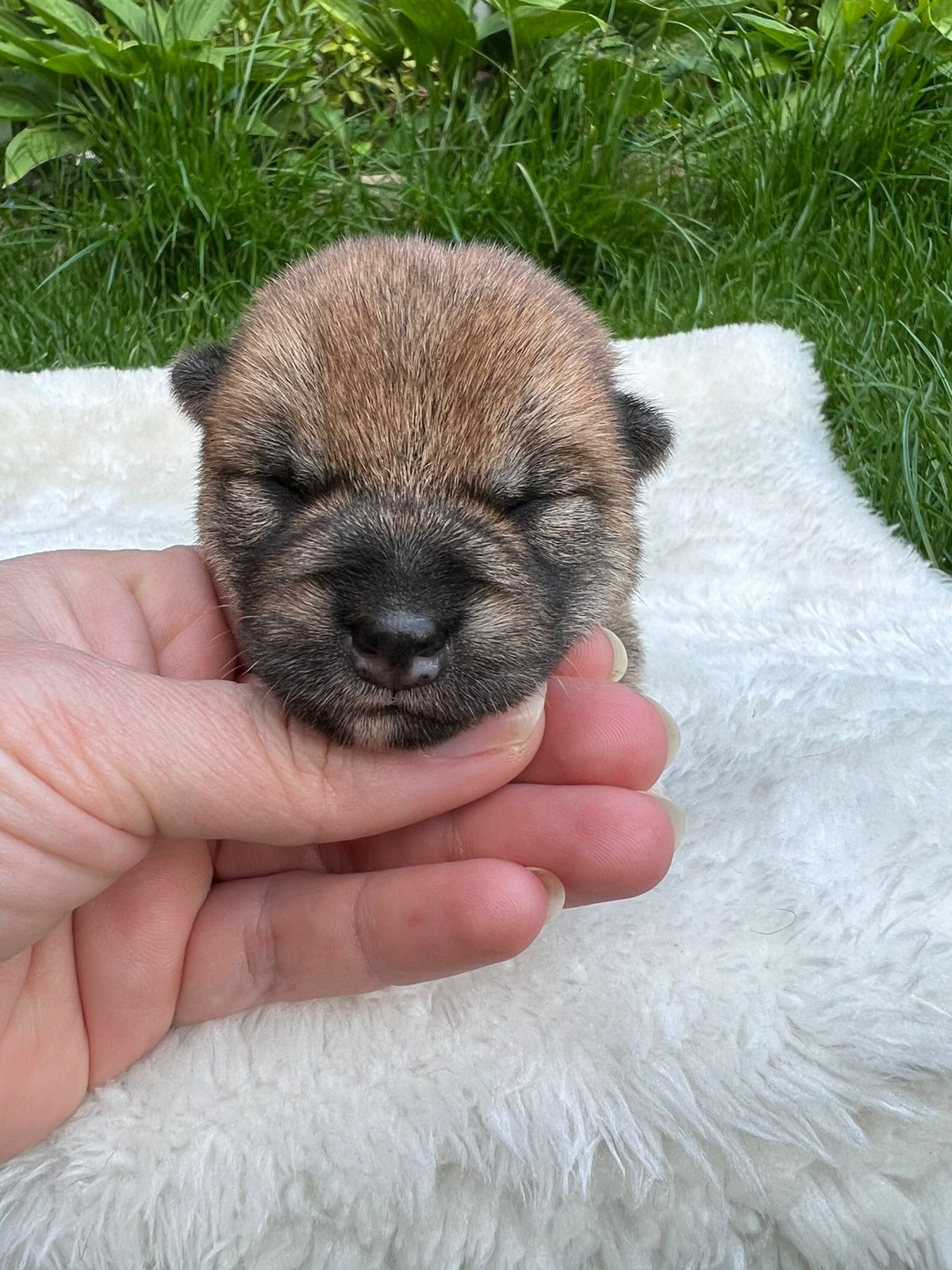 сиба питомник Рубилайт щенки на продажу rubylight  сиба щенки купить СПб Санкт-Петербург 