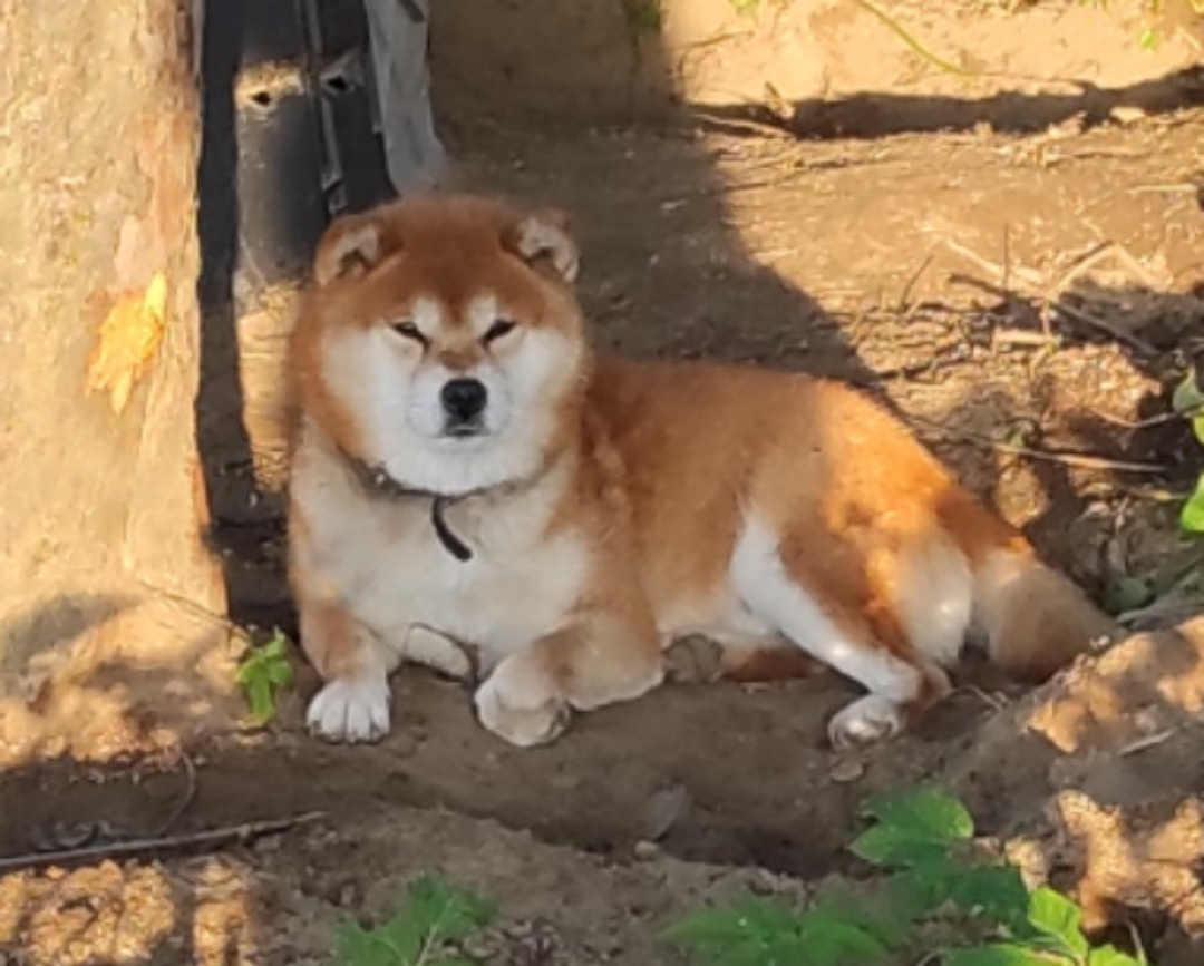 Локи * Shiomaru EVER DREAM * LOKI