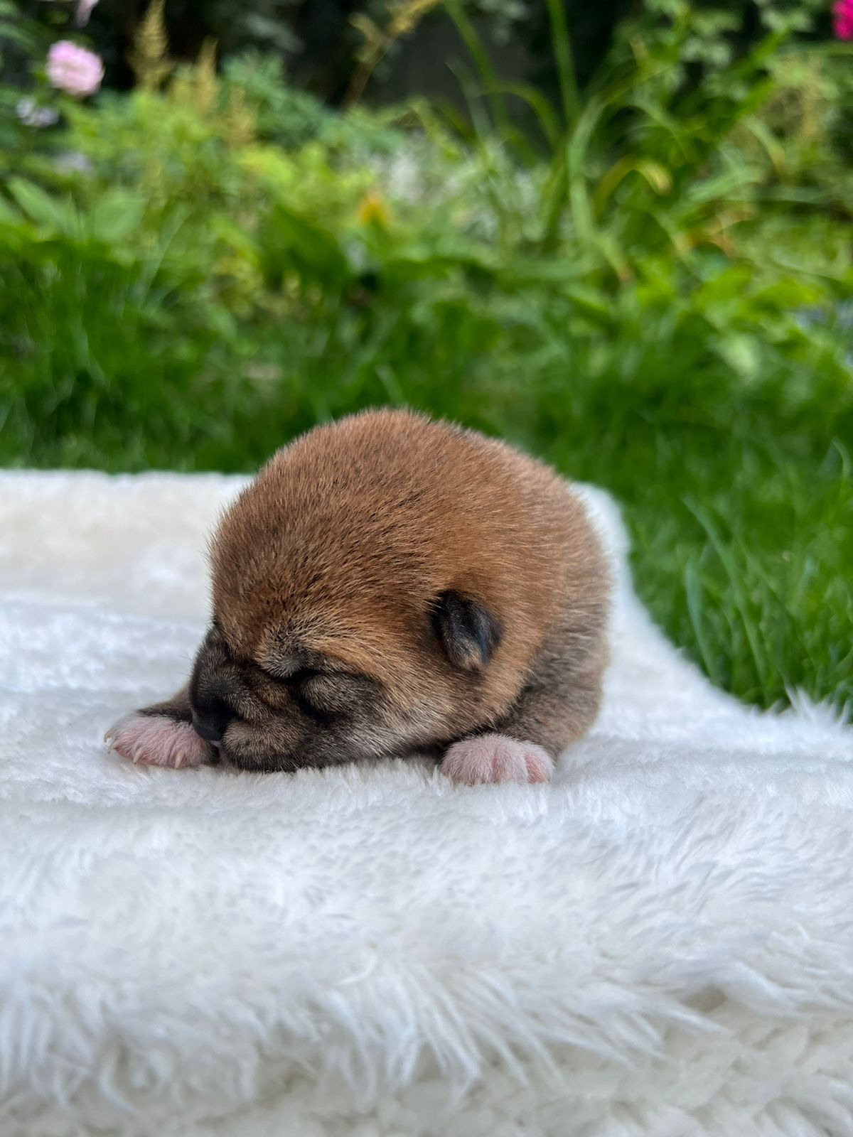 сиба питомник Рубилайт щенки на продажу rubylight  сиба щенки купить СПб Санкт-Петербург 