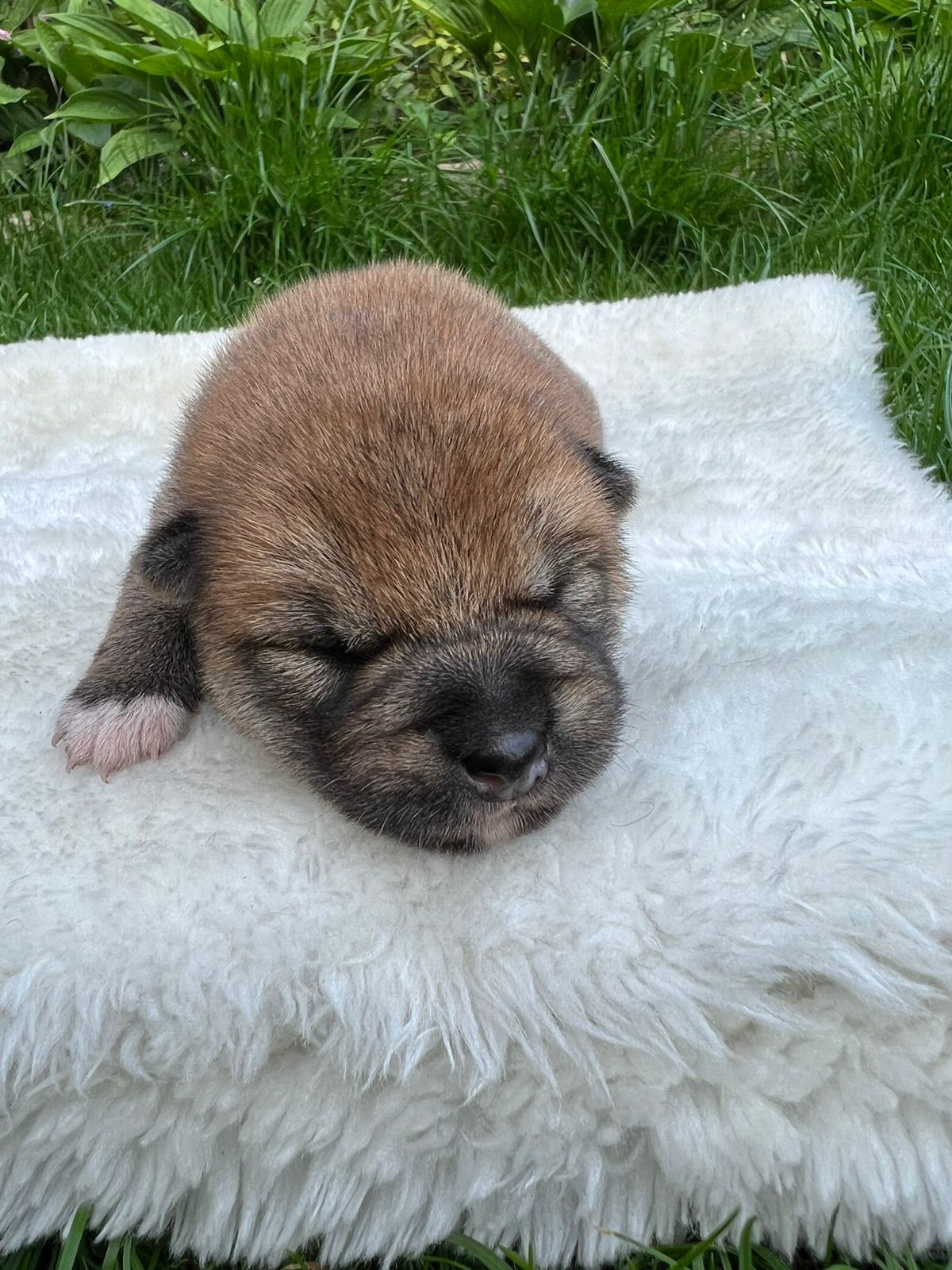 сиба питомник Рубилайт щенки на продажу rubylight  сиба щенки купить СПб Санкт-Петербург 