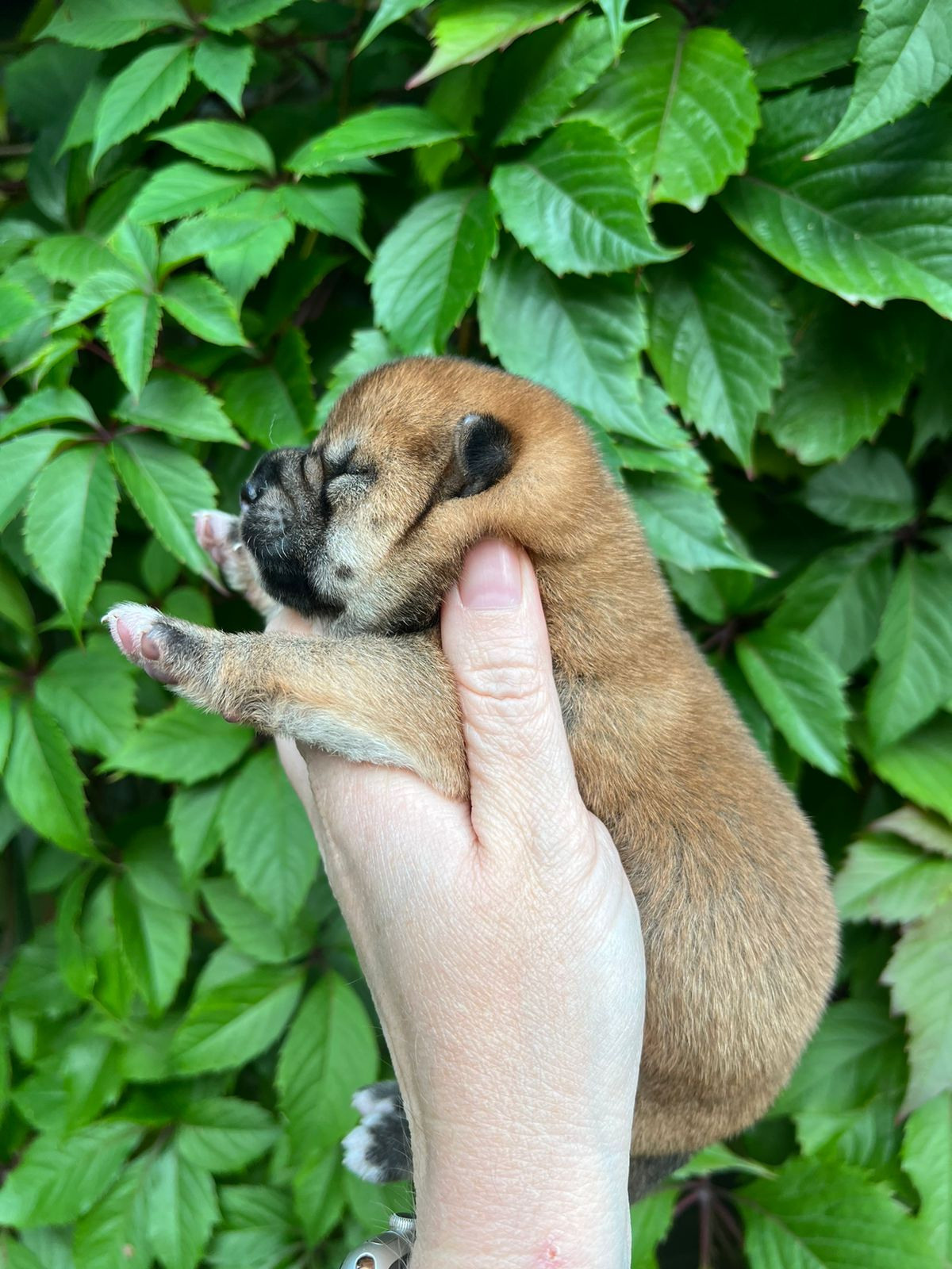 сиба питомник Рубилайт щенки на продажу rubylight  сиба щенки купить СПб Санкт-Петербург 