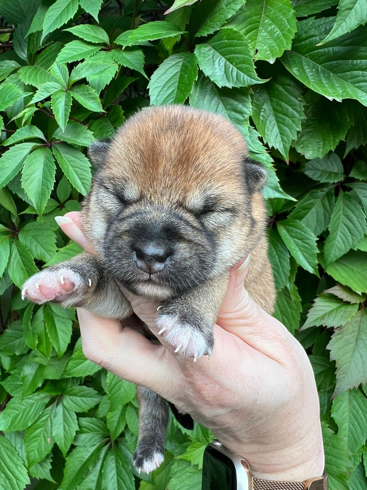 сиба питомник Рубилайт щенки на продажу rubylight  сиба щенки купить СПб Санкт-Петербург 