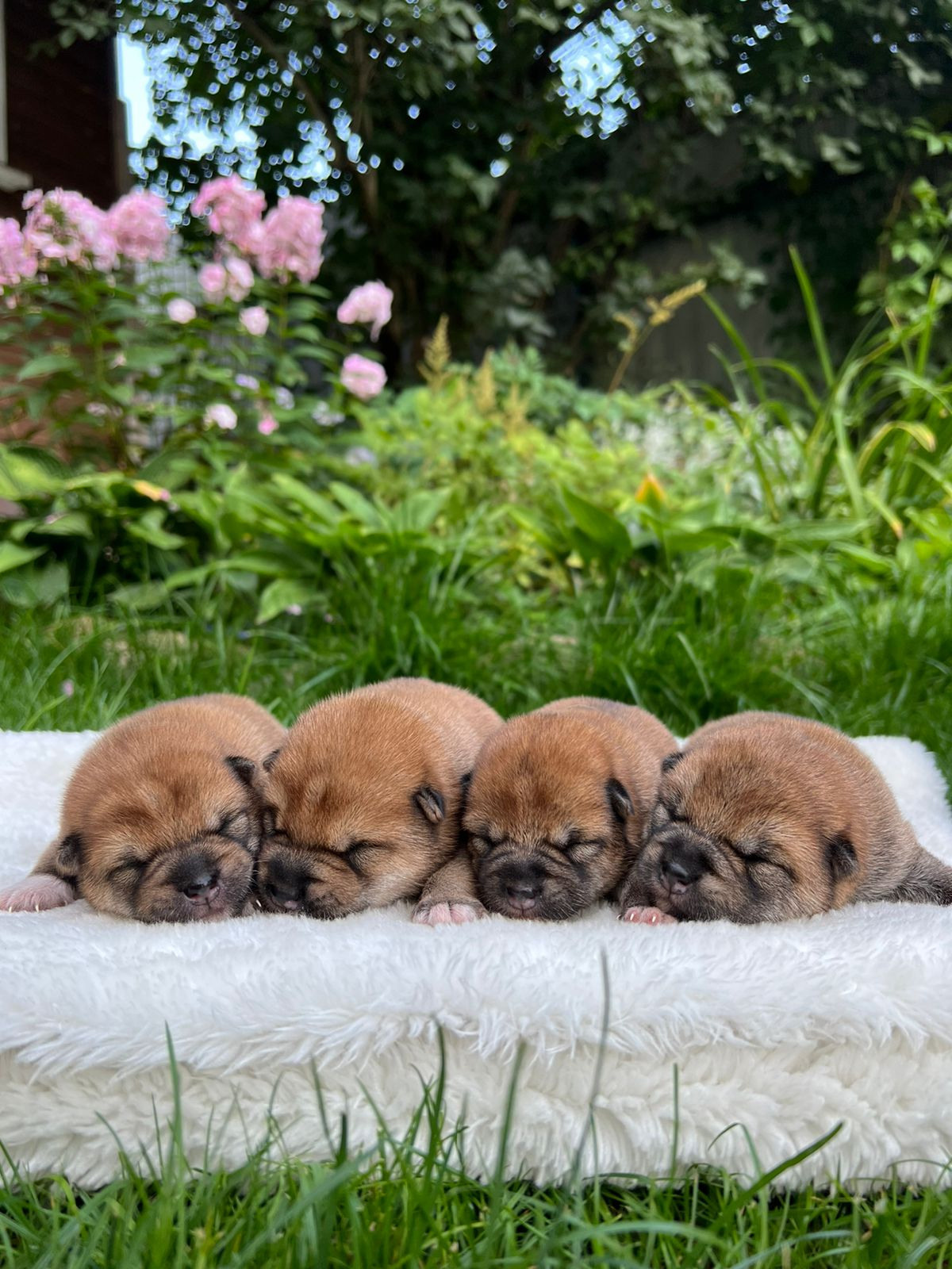 сиба питомник Рубилайт щенки на продажу rubylight  сиба щенки купить СПб Санкт-Петербург 