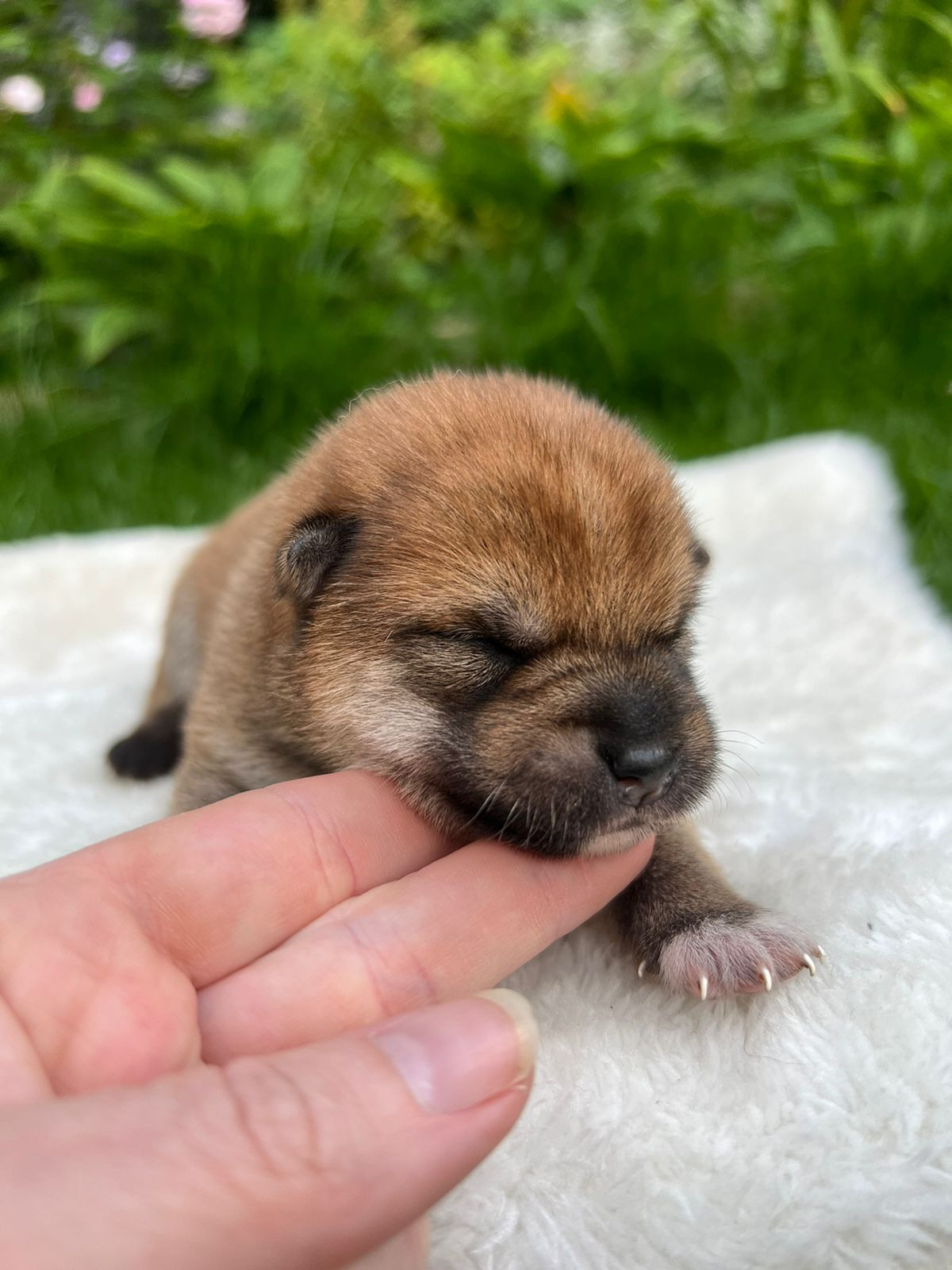 сиба питомник Рубилайт щенки на продажу rubylight  сиба щенки купить СПб Санкт-Петербург 