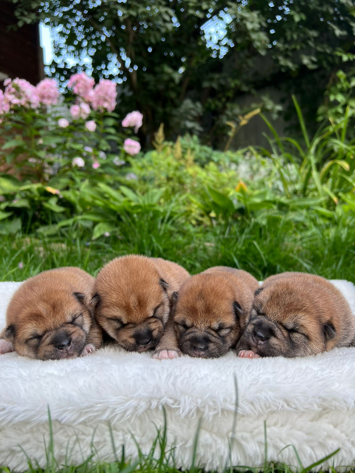 сиба питомник Рубилайт щенки на продажу rubylight  сиба щенки купить СПб Санкт-Петербург 