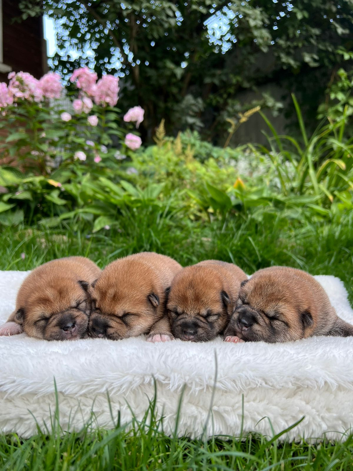 сиба питомник Рубилайт щенки на продажу rubylight  сиба щенки купить СПб Санкт-Петербург 