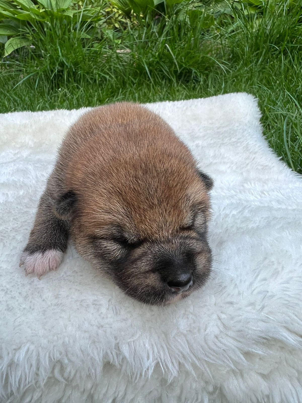 сиба питомник Рубилайт щенки на продажу rubylight  сиба щенки купить СПб Санкт-Петербург 