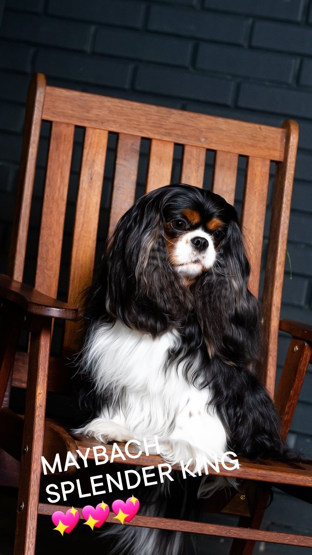 Кобели. Питомник кавалер кинг чарльз спаниелей