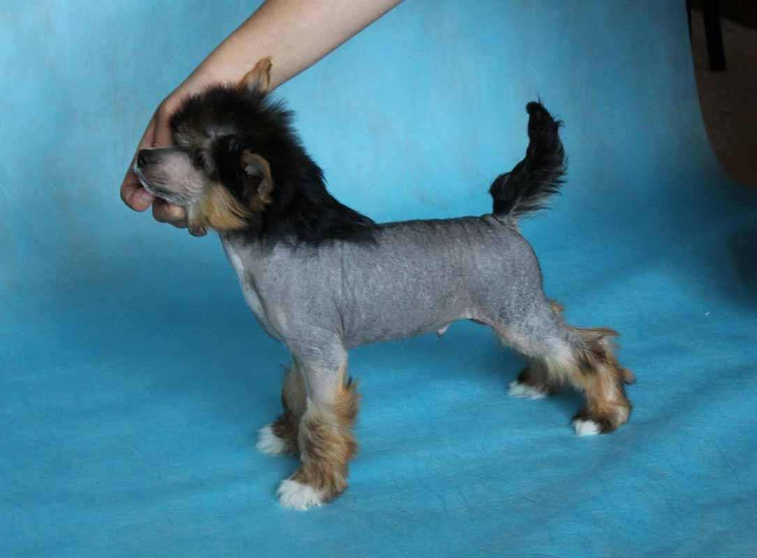 Нерону (Zlato Dinastii Neron) — 14 лет. Поздравляем тебя, наш знаменитый папа!. Питомник китайских хохлатых собак Poale Ell: купить щенка