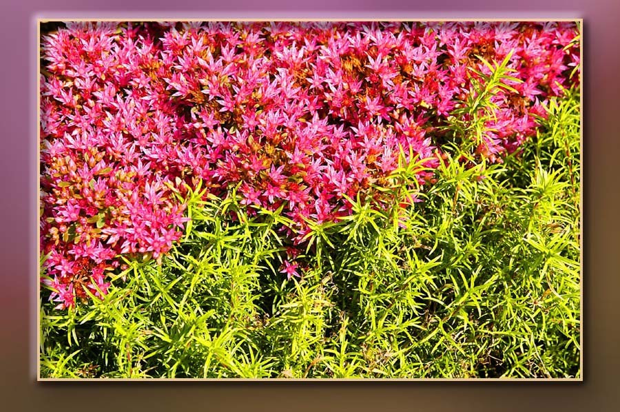 Ландшафтный дизайн. Skazka.wfolio.pro