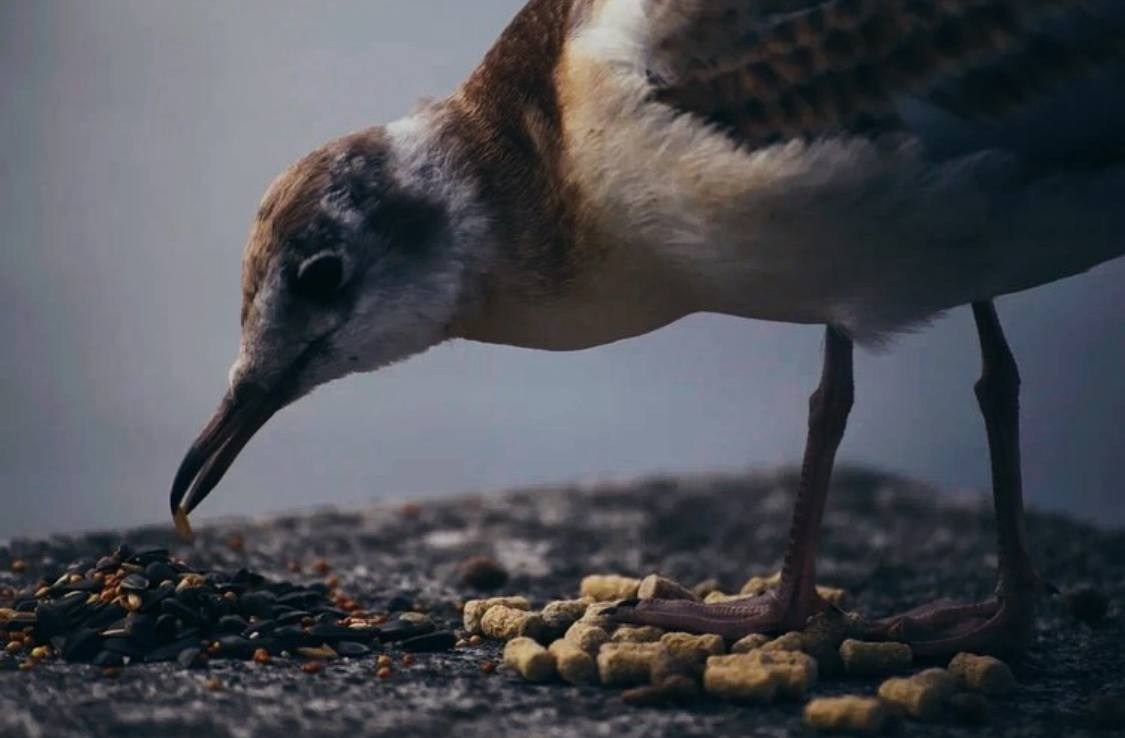 Птицы. Костюмер, художник кино и телевидения в спб