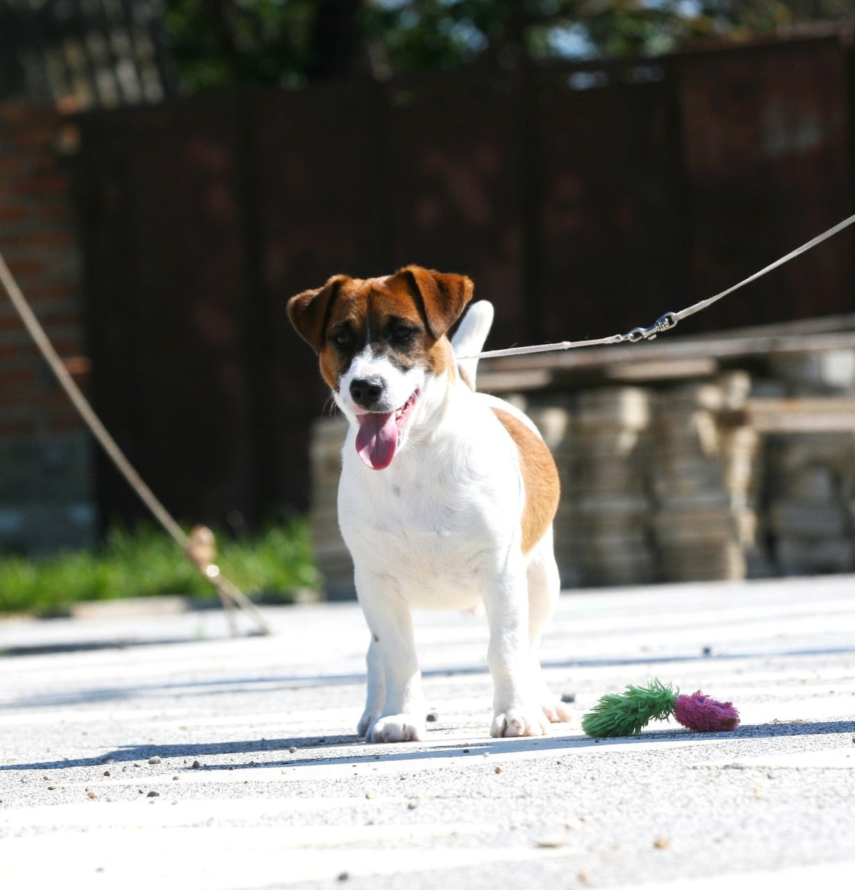 ADM'S DOGS GATSBY FOR LOVELY ORANGE. Lovely-Orange питомник джек рассел терьеров