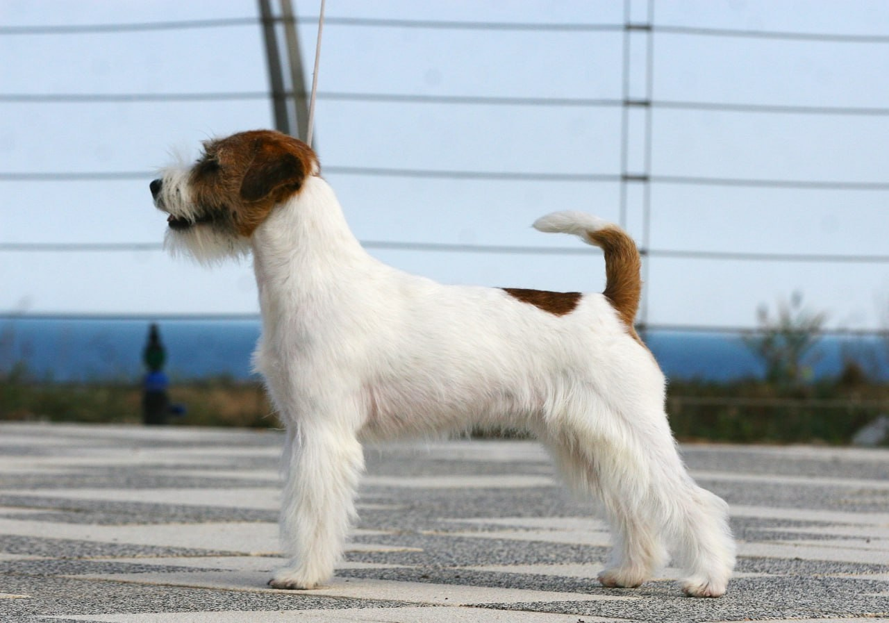 Lovely-Orange Escada. Lovely-Orange питомник джек рассел терьеров