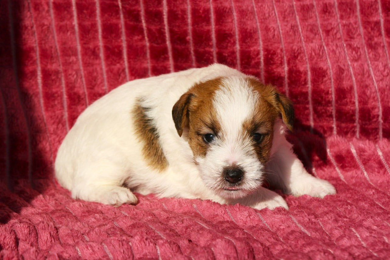 Кобель. Lovely-Orange питомник джек рассел терьеров