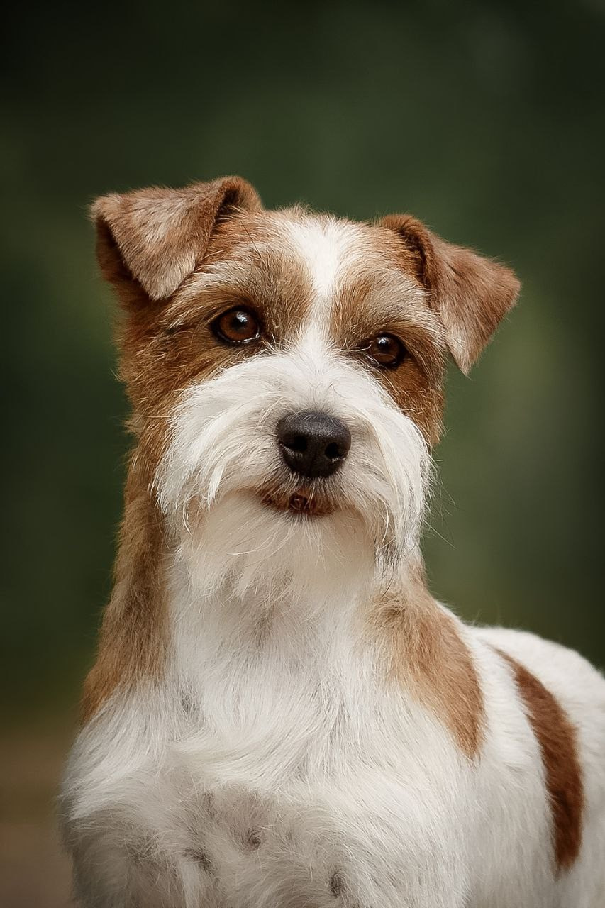 Lovely-Orange Boo. Lovely-Orange питомник джек рассел терьеров