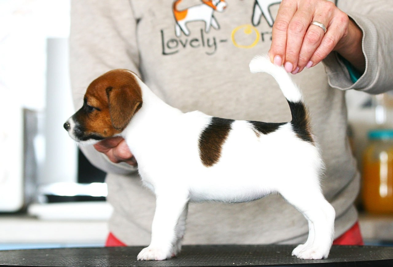 Сука 1. Lovely Orange kennel Jack Russell Terrier FCI/RKF