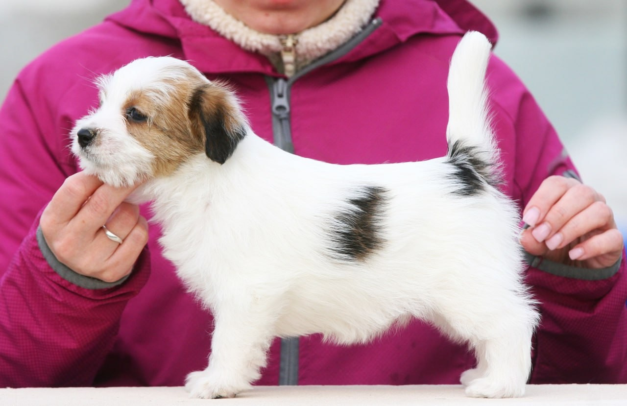 Сука 1. Lovely-Orange питомник джек рассел терьеров