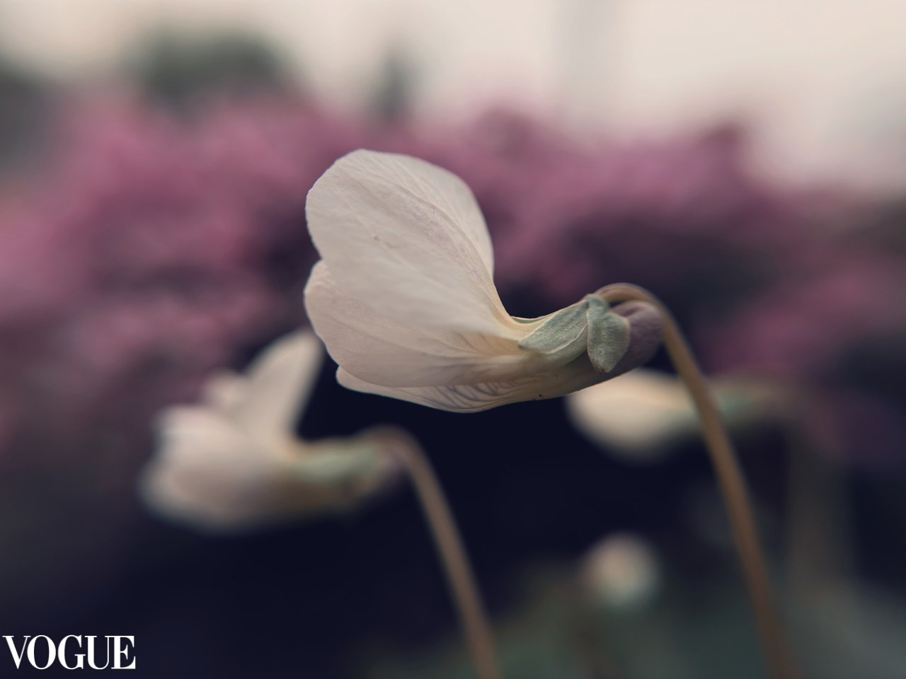 Флора и фауна. Смотри, красота!