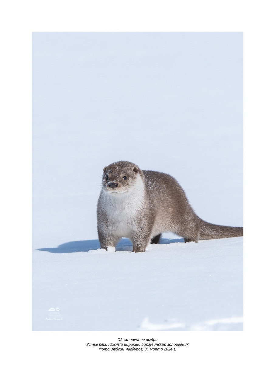Фотовыставка «Дети природы». Фотограф Лубсан Чагдуров