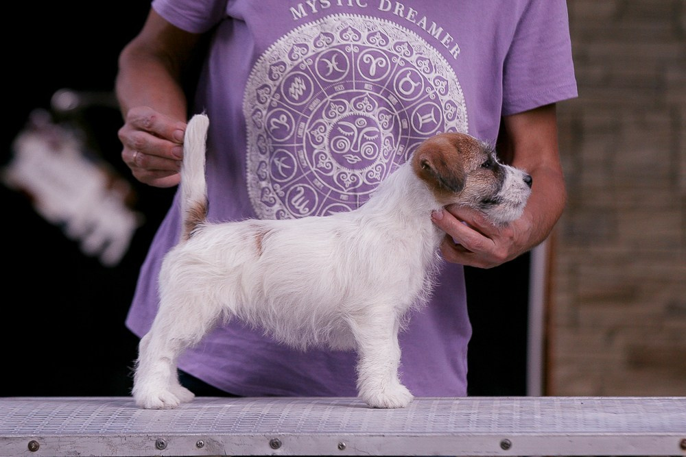 CANE MAESTRO RENDEZVOUS. CANE MAESTRO — kennel Jack Russell Terrier