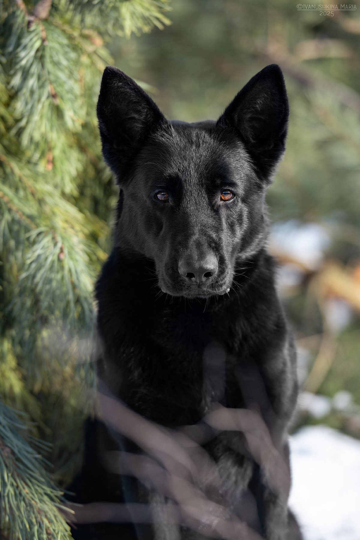 немецкая овчарка черная