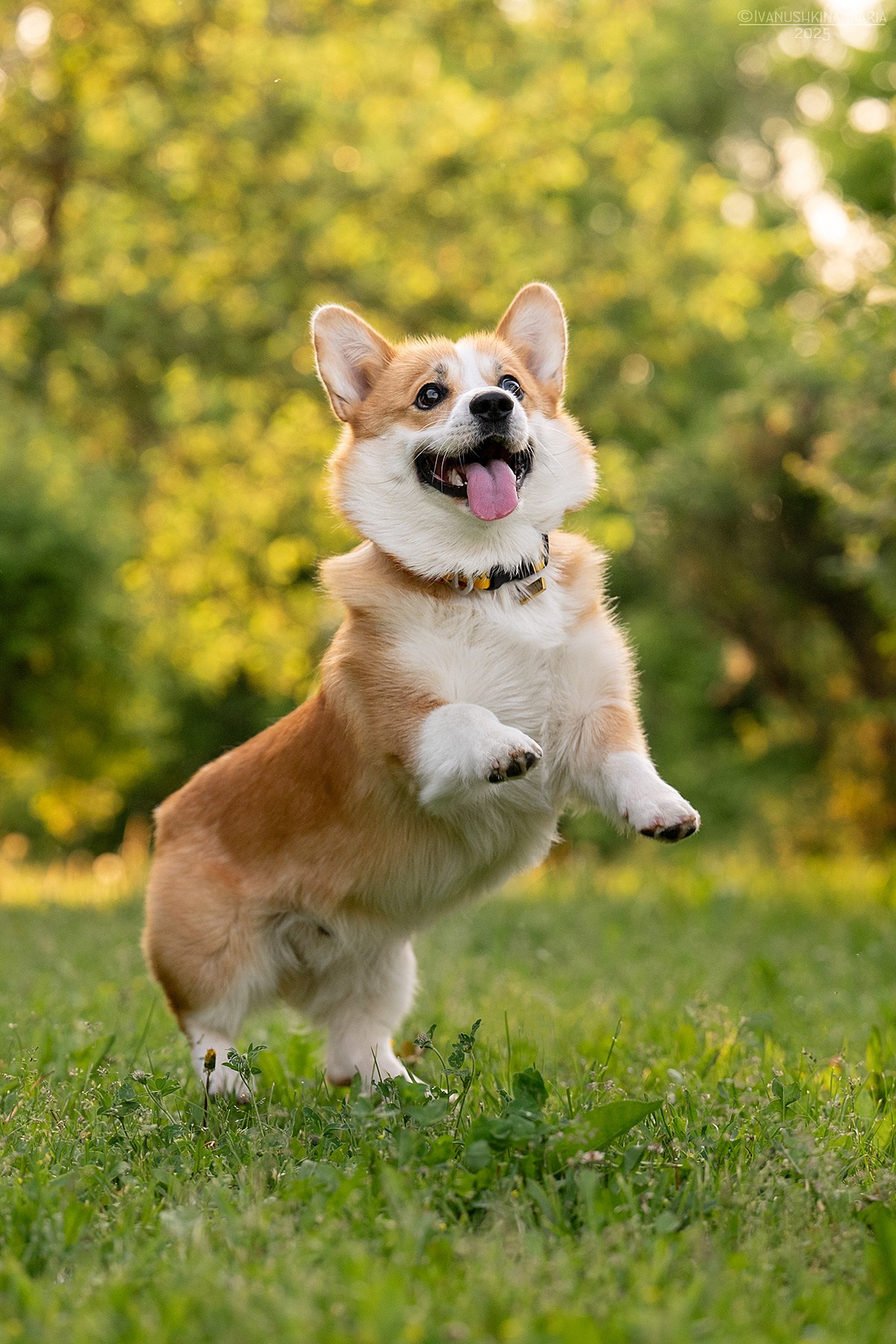 Фотограф-анималист. Фотограф собак в Москве и Московской области Иванушкина Мария