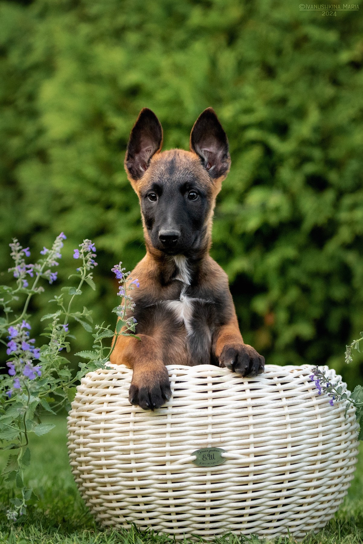 Фотосессия щенков на продажу. Фотограф собак в Москве и Московской области Иванушкина Мария