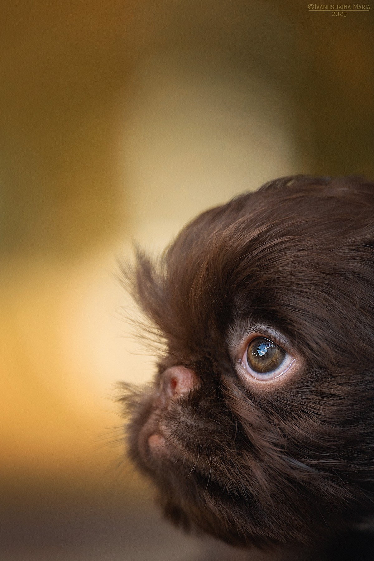 Фотосессия щенков на продажу. Фотограф собак в Москве и Московской области Иванушкина Мария