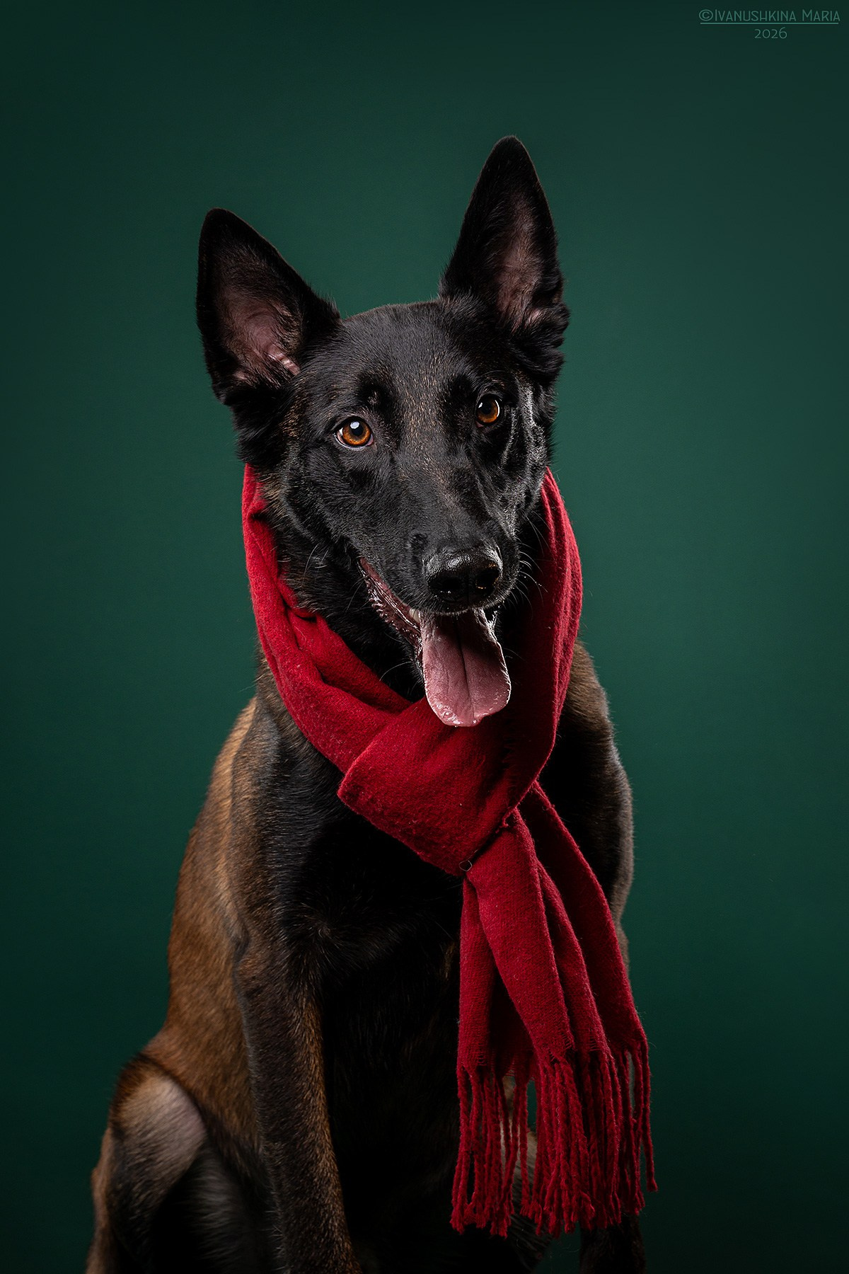 Фотосессия собаки в студии. Фотограф собак в Москве и Московской области Иванушкина Мария